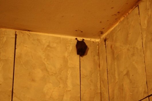 Bat in the toilet!